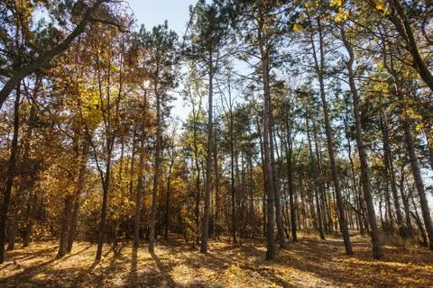 Autumn forest with rays of warm light illuminating the golden foliage and foo Stock Photos