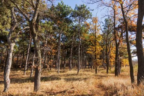 Autumn forest with rays of warm light illuminating the golden foliage and foo Stock Photos