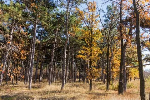 Autumn forest with rays of warm light illuminating the golden foliage and foo Foto stock