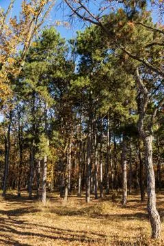 Autumn forest with rays of warm light illuminating the golden foliage and foo Stock Photos
