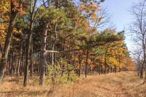 Autumn forest with rays of warm light illuminating the golden foliage and foo Stock Photos