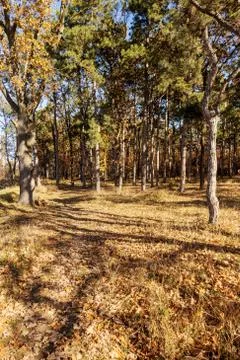 Autumn forest with rays of warm light illuminating the golden foliage and foo Stock Photos