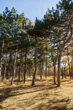 Autumn forest with rays of warm light illuminating the golden foliage and foo Stock Photos