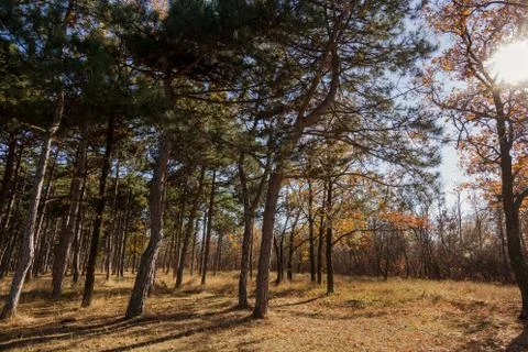Autumn forest with rays of warm light illuminating the golden foliage and foo Stock Photos