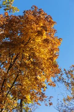 Autumn forest with rays of warm light illuminating the golden foliage and foo Stock Photos