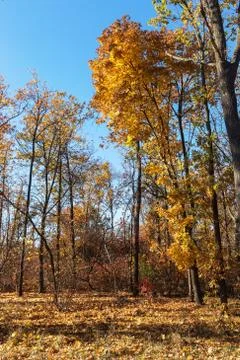 Autumn forest with rays of warm light illuminating the golden foliage and foo Stock Photos