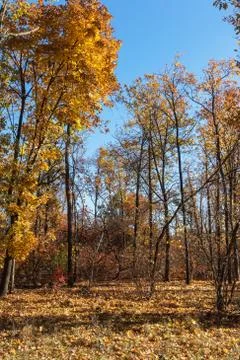 Autumn forest with rays of warm light illuminating the golden foliage and foo Stock Photos