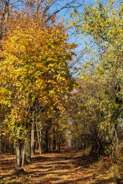 Autumn forest with rays of warm light illuminating the golden foliage and foo Stock Photos