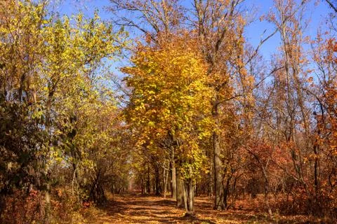 Autumn forest with rays of warm light illuminating the golden foliage and foo Stock Photos