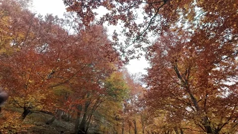 Autumn forest with red-brown trees along woodland trail under overcast sky. Stock Footage 324960591