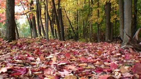 Autumn forest red Vídeo Stock 543780