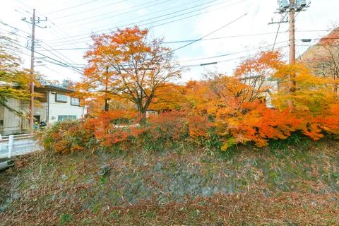 Autumn forest red maple leaf. Stock Photos