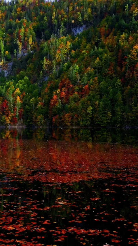 Autumn Forest Reflected on Lake with Fallen Red Leaves, Nature Background 스톡 동영상 330915880