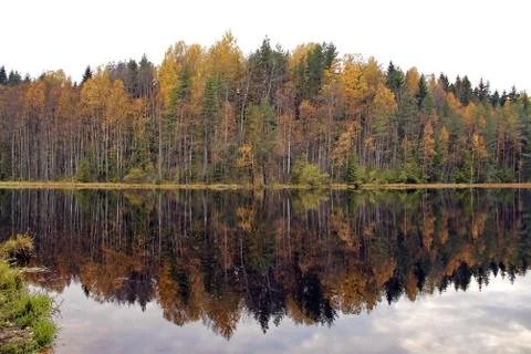 Autumn forest reflected on the mirror surface of Lake water Stock Photos