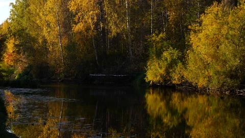Autumn forest is reflected in a quiet river panoramic shot Stock Footage 96744683