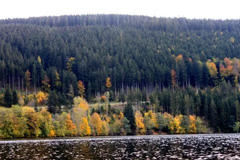 Autumn forest reflected in the surface of the lake Titisee, Germany Stock Photos
