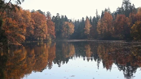 Autumn forest with reflection in the lake Stock Footage 124009088