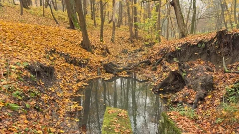 Autumn Forest Reflection in Quiet Stream, Concept of Self Awareness Video stock 341864618