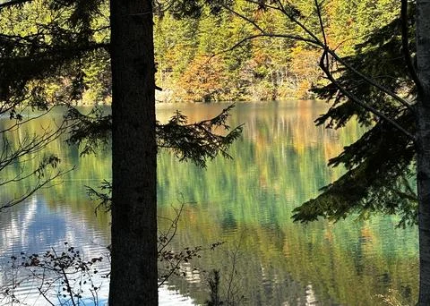 Autumn Forest Reflection Through Pine Trees In Mirror Lake Jiuzhaigou Stock Photos