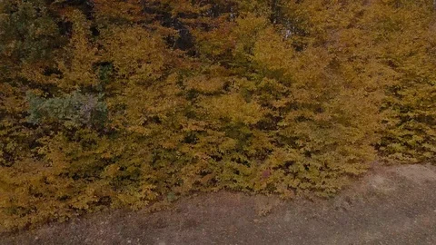 Autumn forest removed from height Stock Footage 87387138