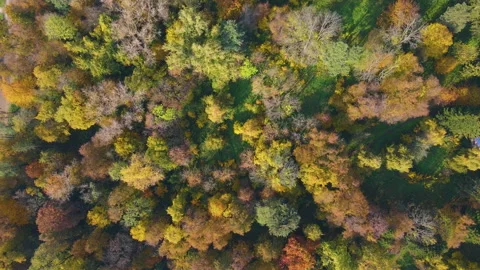Autumn forest at right angles Video stock 147945232