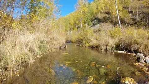 Autumn forest, river and falling foliage in sunny day Video stock 125535556