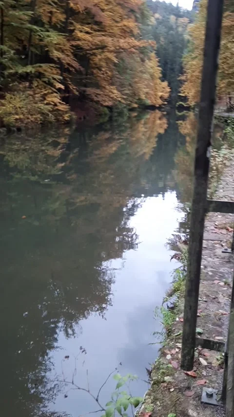 Autumn forest on the river bank. Forest river in autumn. Autumn forest river Stock Footage 308412976