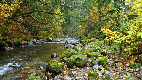 Autumn Forest River Flowing Through Mossy Rocks in Mount Rainier National Park Stock Footage 332142833