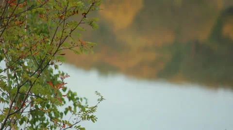 Autumn Forest River Stock Footage 31091665