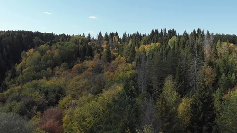 Autumn forest with a river Stock Footage 117048304