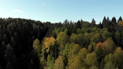 Autumn forest with a river Stock Footage 117049051