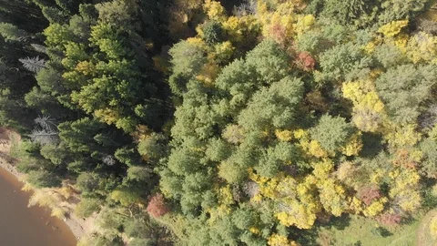 Autumn forest with a river Stock Footage 117049401