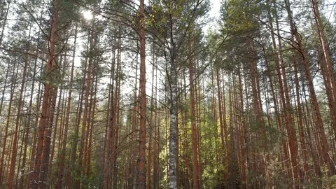 Autumn forest with a river Stock Footage 117049494