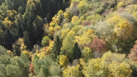 Autumn forest with a river Stock Footage 117049591
