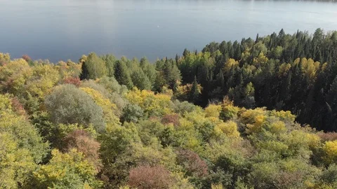 Autumn forest with a river Stock Footage 117049858