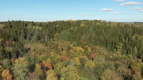 Autumn forest with a river Stock Footage 117049978