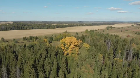 Autumn forest with a river Stock Footage 117050021