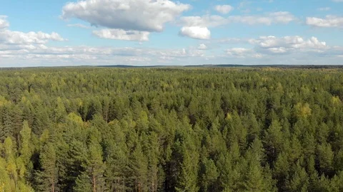 Autumn forest with a river Stock Footage 117050290