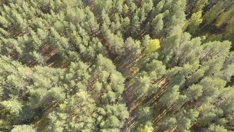 Autumn forest with a river Stock Footage 117050299