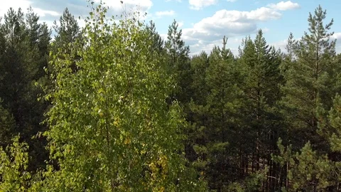 Autumn forest with a river Stock Footage 117050460
