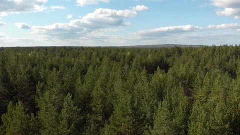 Autumn forest with a river Stock Footage 117050501