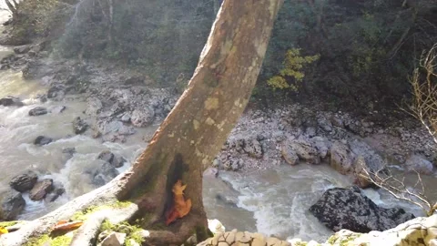 Autumn Forest River Stock Footage 149187661