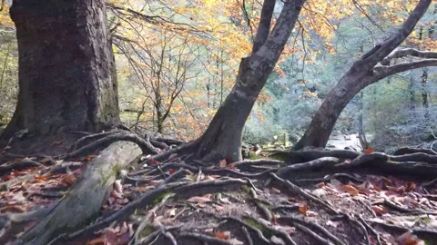 Autumn Forest River Stock Footage 149187713