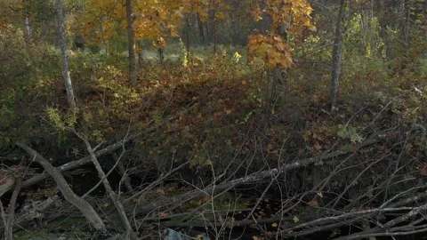 Autumn forest by a river Vídeos de archivo 191045845