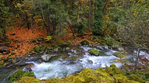 Autumn Forest River in Mount Rainier National Park, Washington State Video stock 332142709