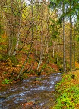 Autumn forest with river Stock Photos