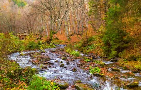 Autumn forest with river Stock Photos