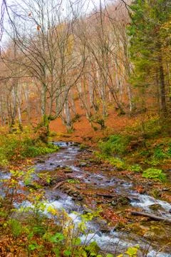 Autumn forest with river Stock Photos