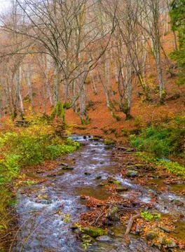 Autumn forest with river Stock Photos