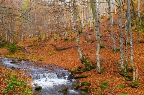 Autumn forest with river Stock Photos